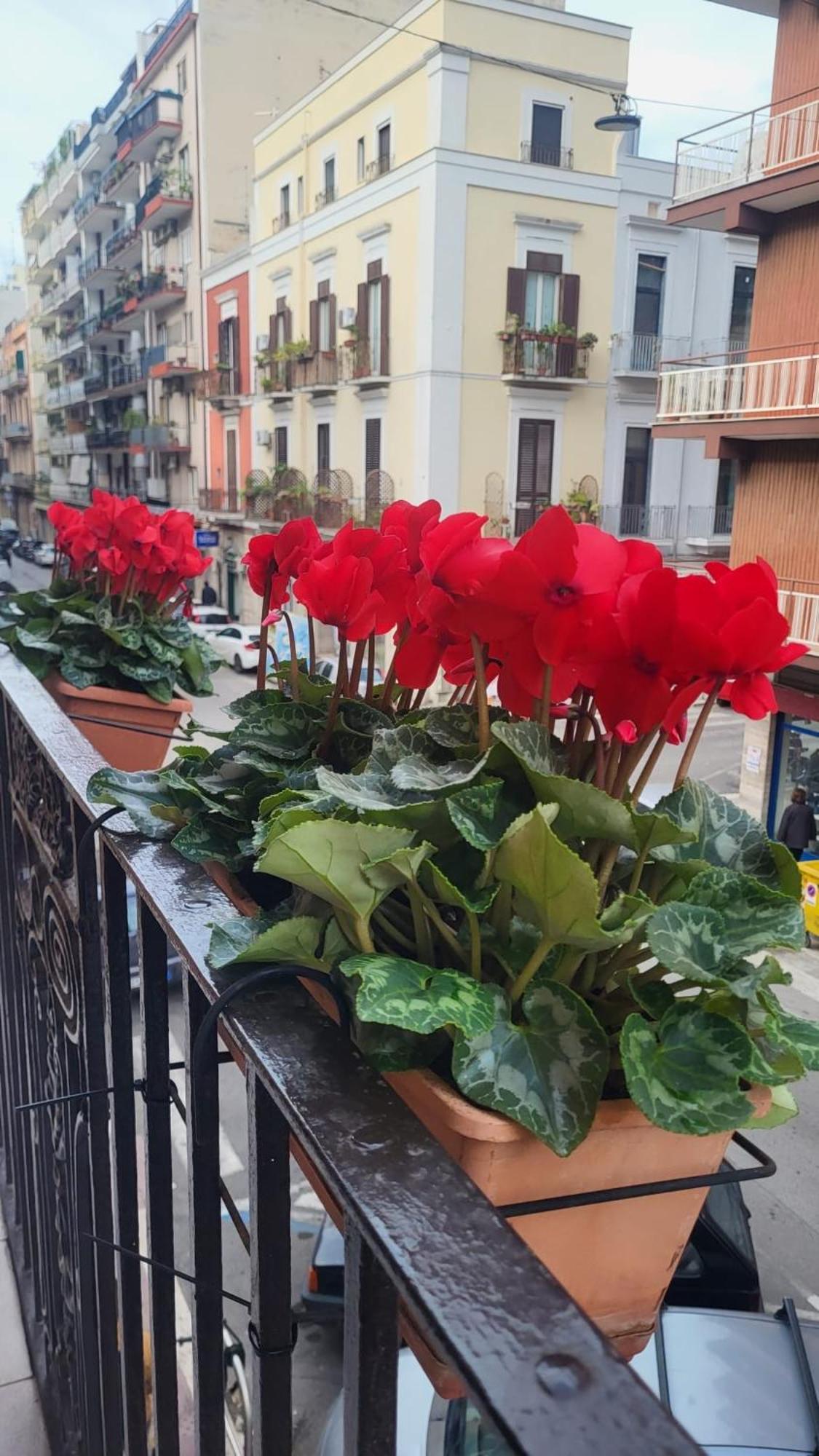Volare House Appartement Bari Buitenkant foto