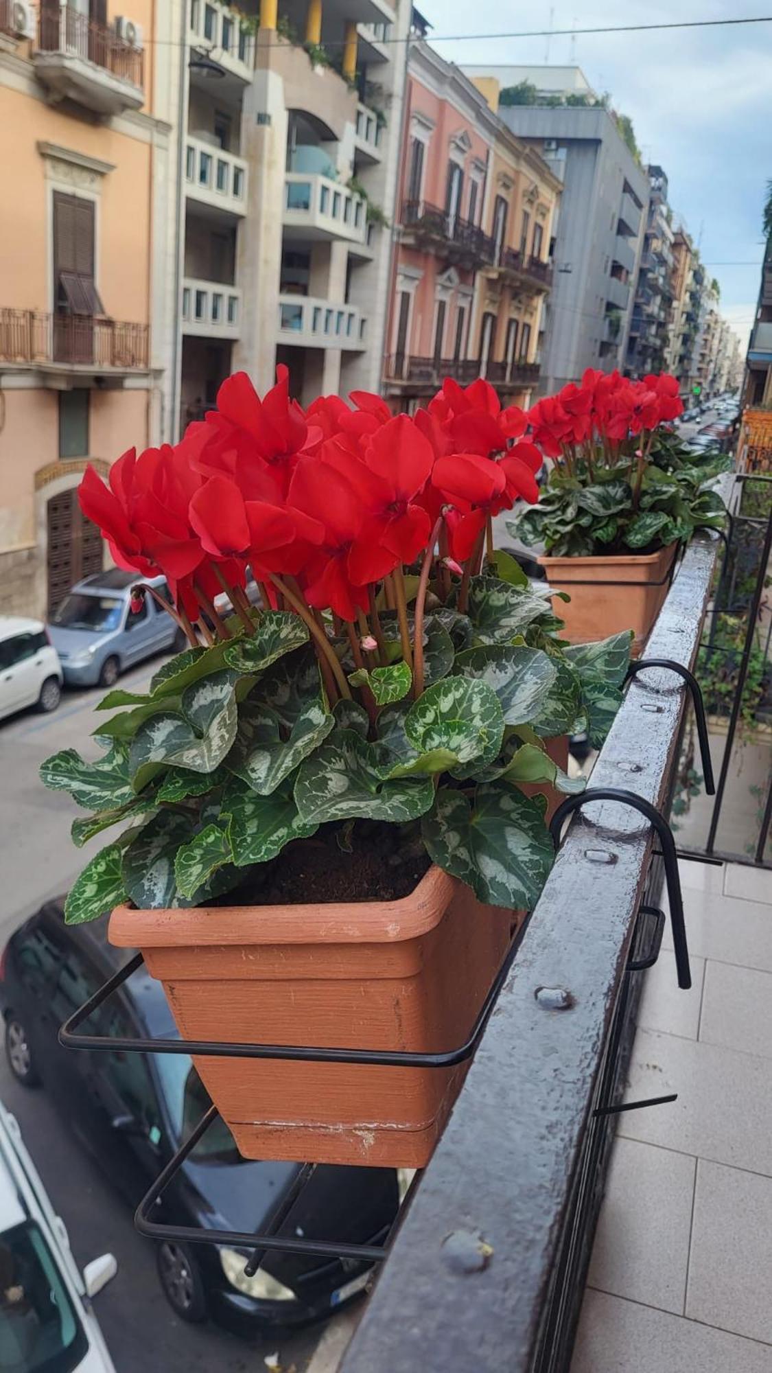 Volare House Appartement Bari Buitenkant foto